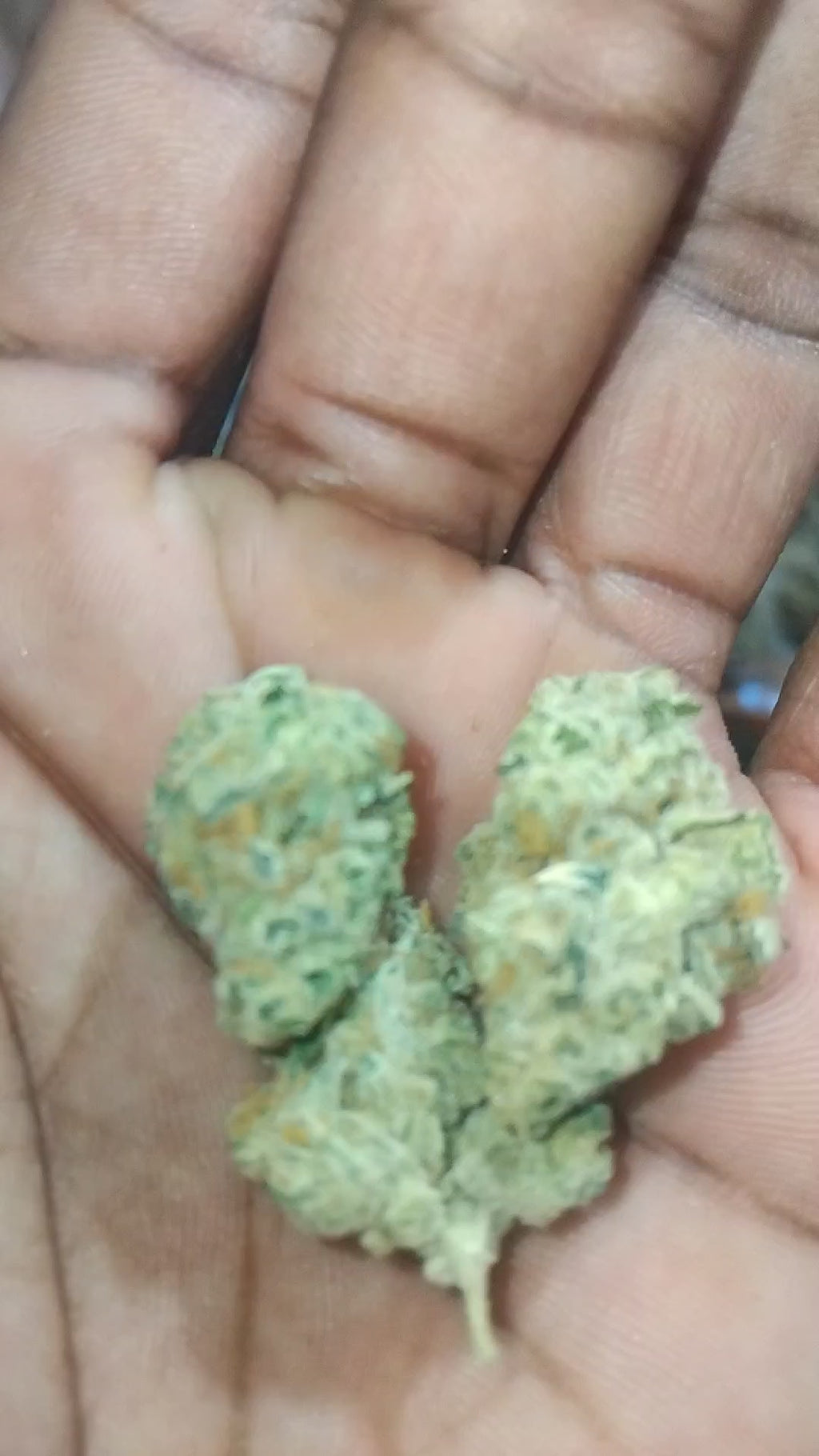 AAA INDOOR