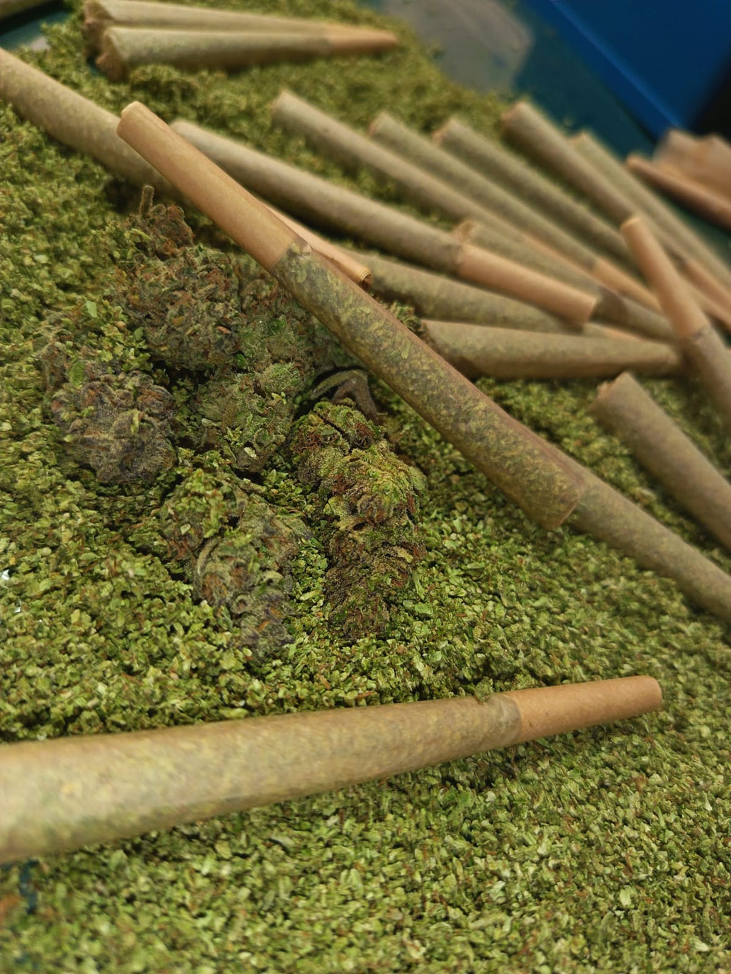Greenhouse Pre-Roll