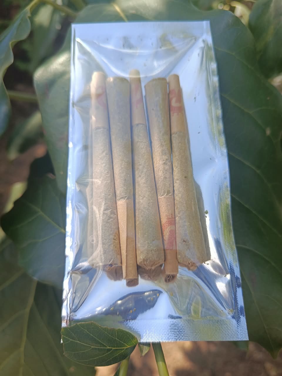 Greenhouse Pre-Roll